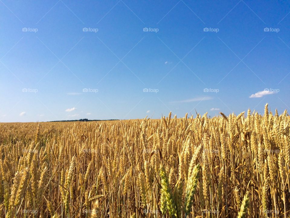 Wheat