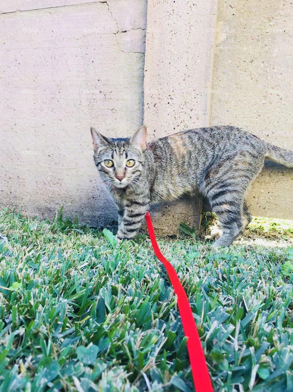 Cat on a leash 