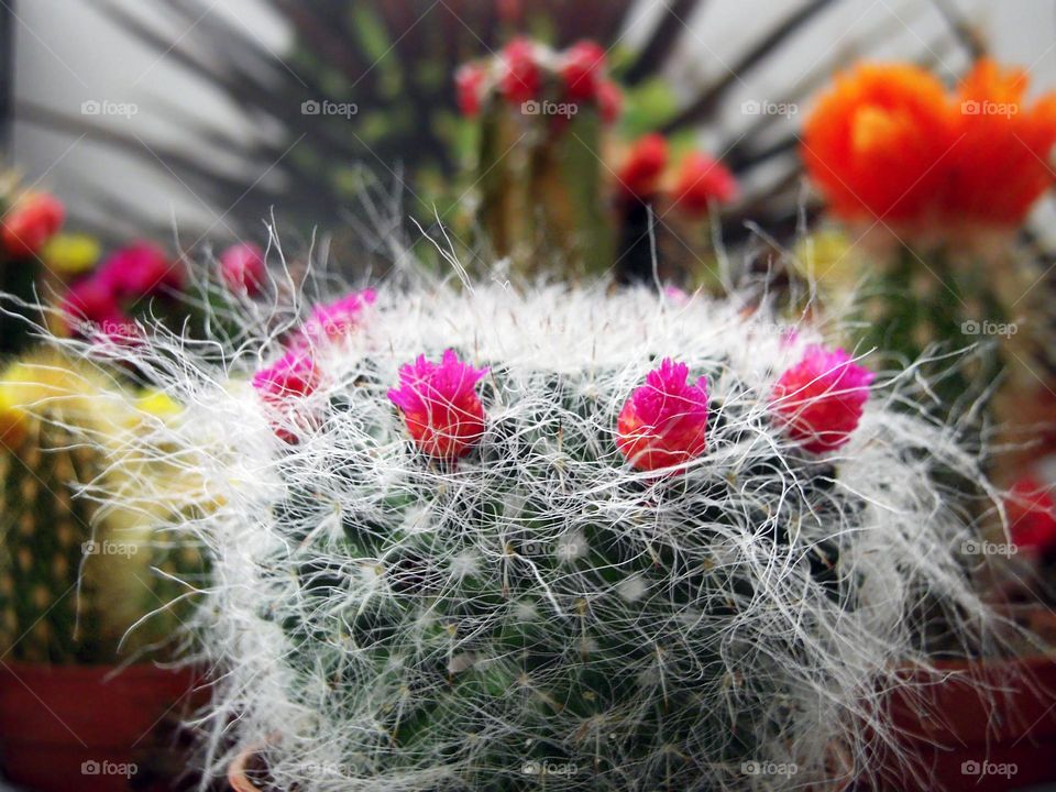 colorful tiny cactus ...