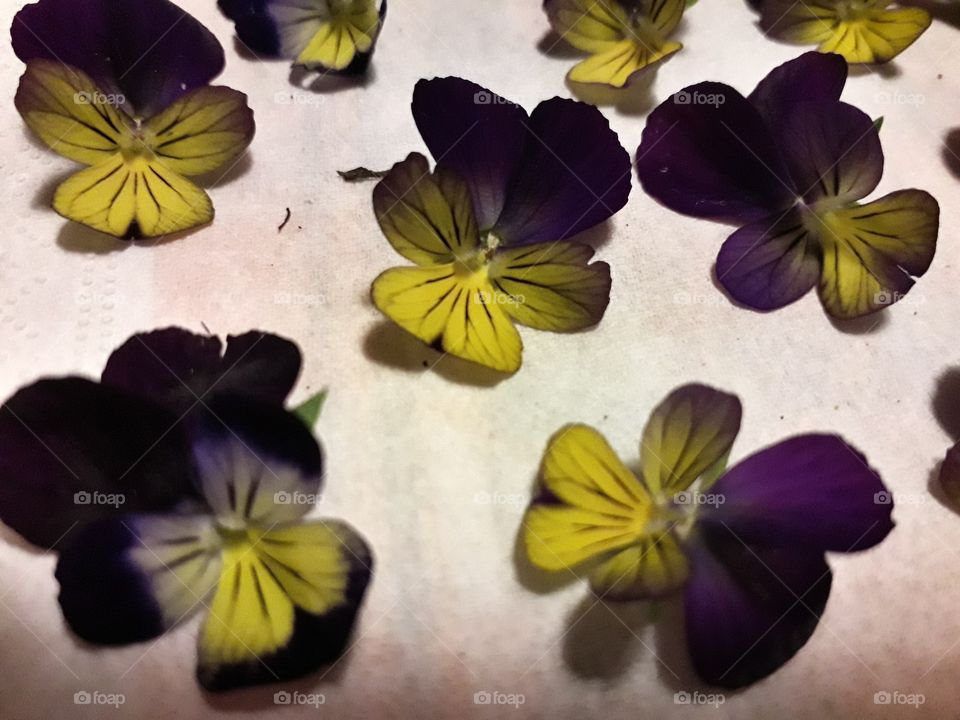 violets