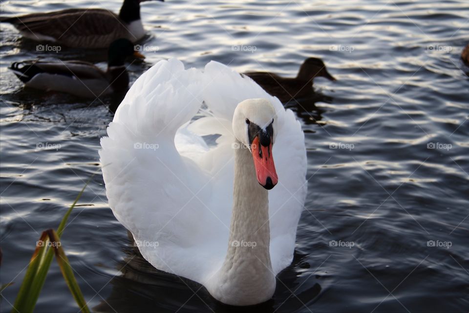 White swan swimming in water