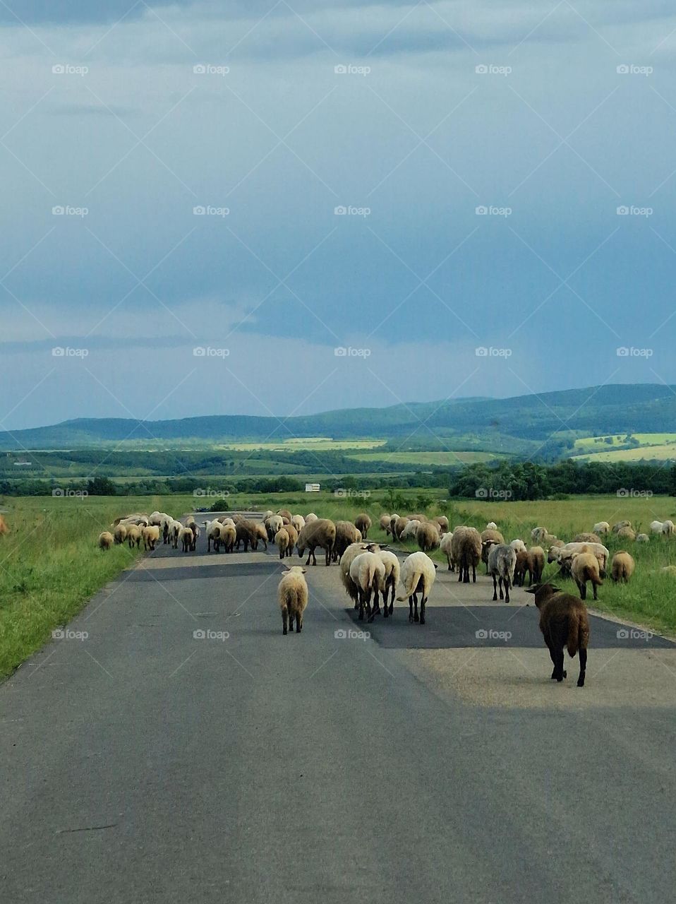 country road with sheep