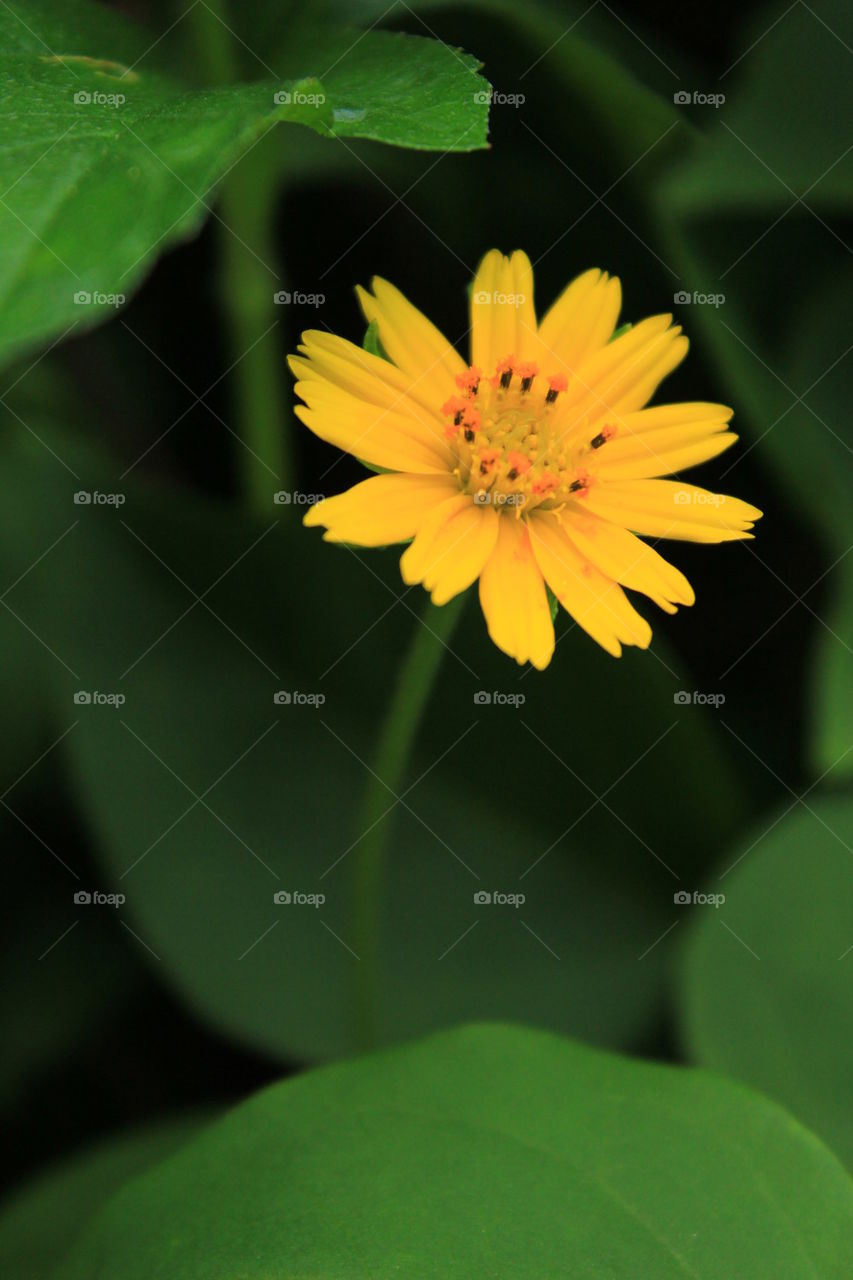 closeup yellow flower