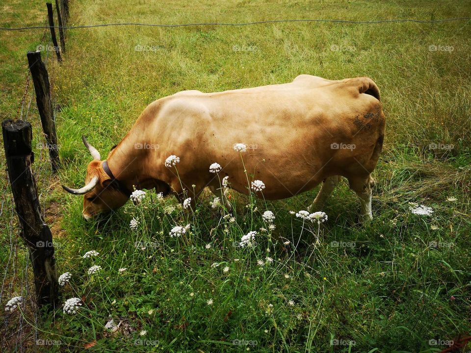 Vaca preña pastando.