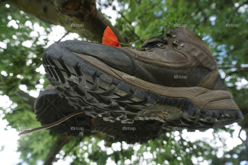 Old Hiking Boots swaying on the beach of a tree...