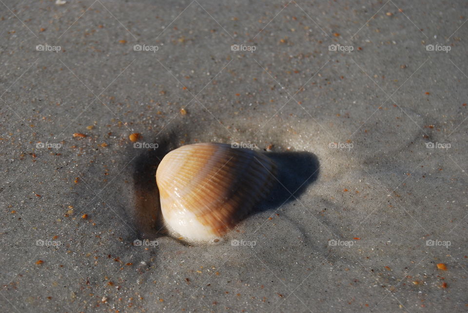 High angle view of seashell on sandy beach