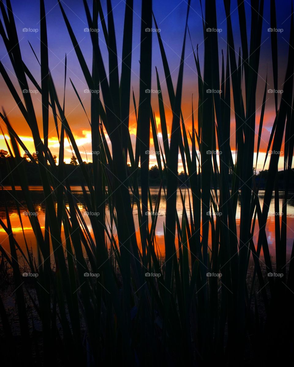 Sunset through the weeds