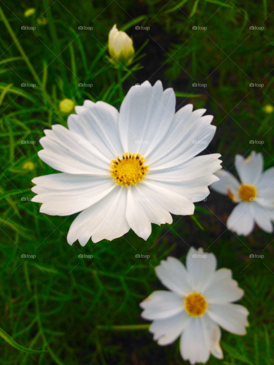 white cosmos 