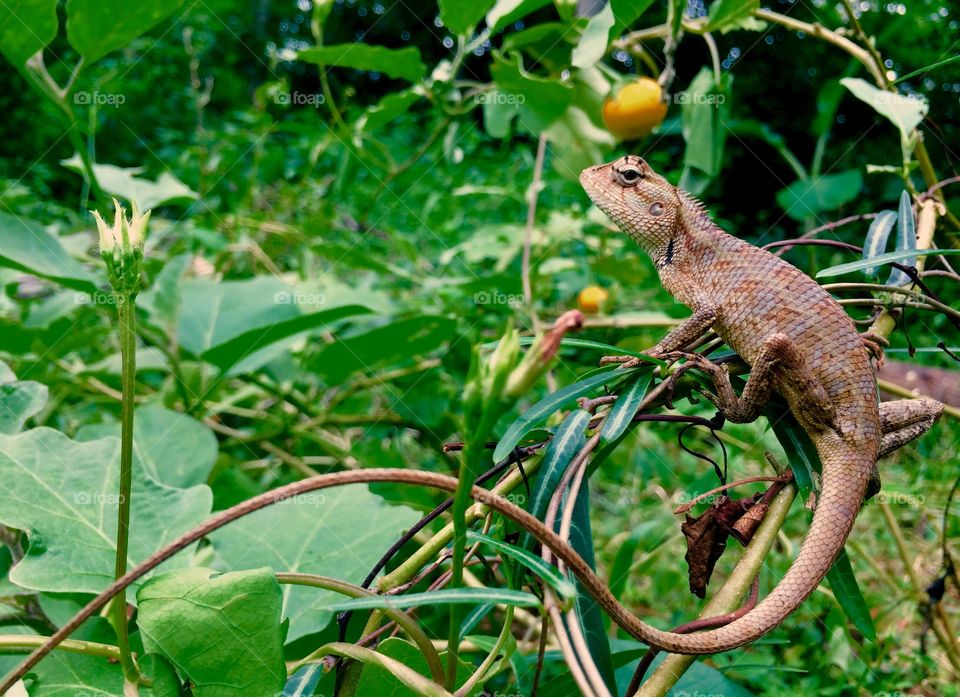 Lizard waiting for insects 🦎