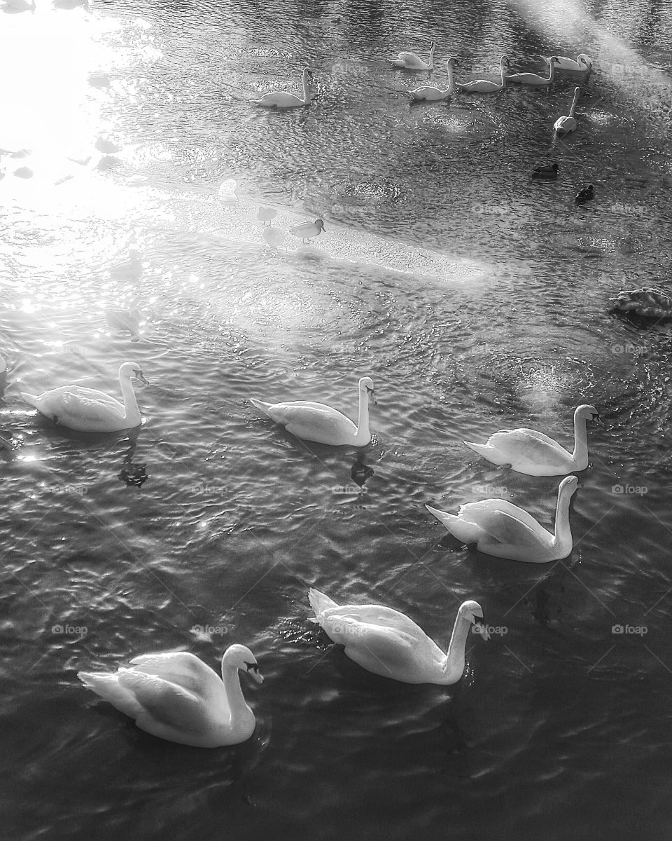 swans, black and white