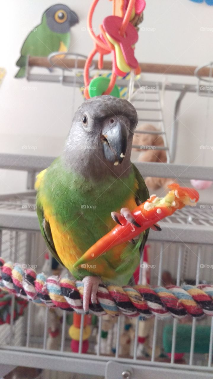 senegal parrot
