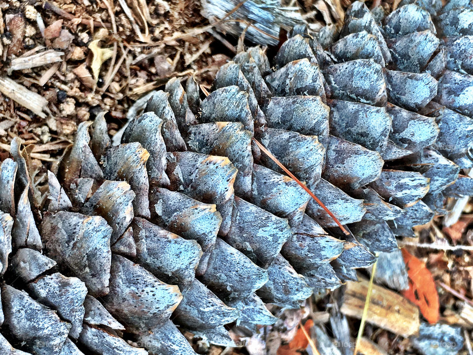 Pinecone Macro