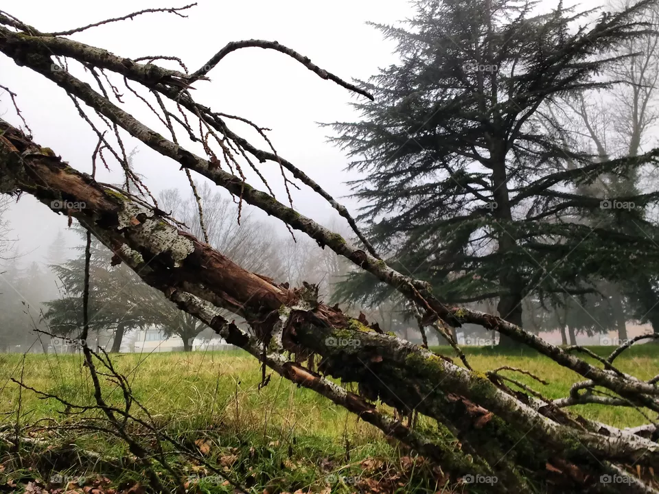 tree