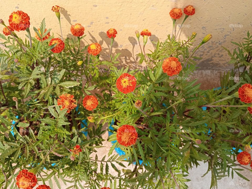 beautiful marigold🌸🌺🌻🌹🌷🌼💐 flower