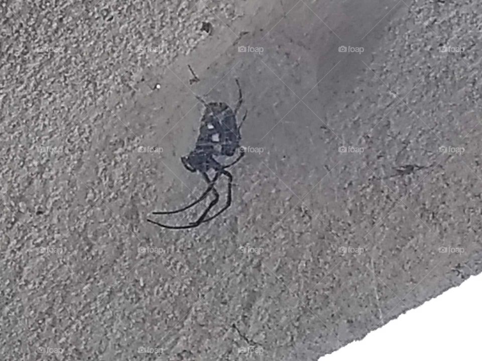 Aranha da Mata Atlântica 👏