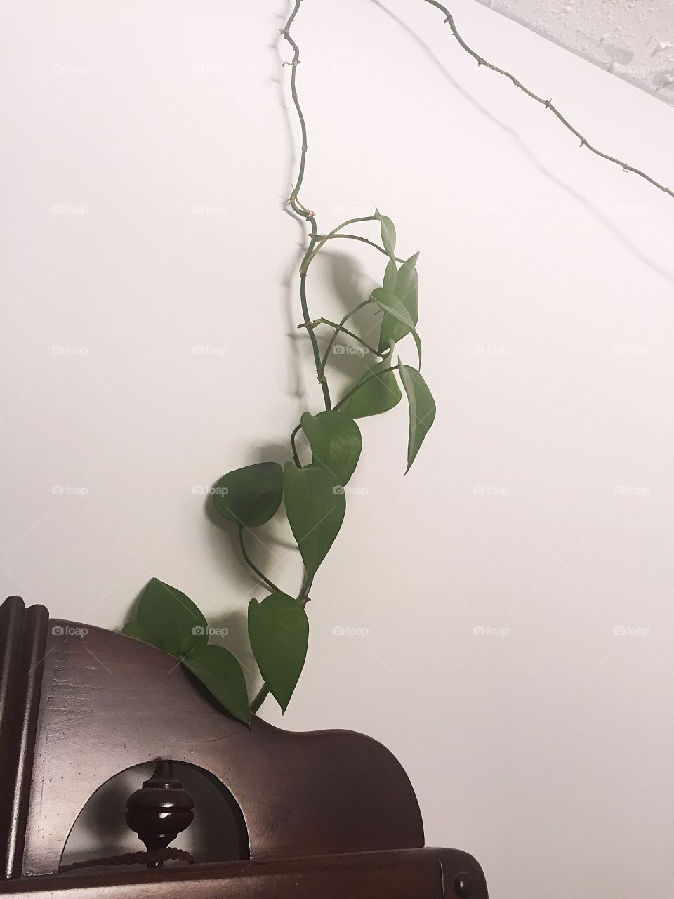 Hanging vines 
