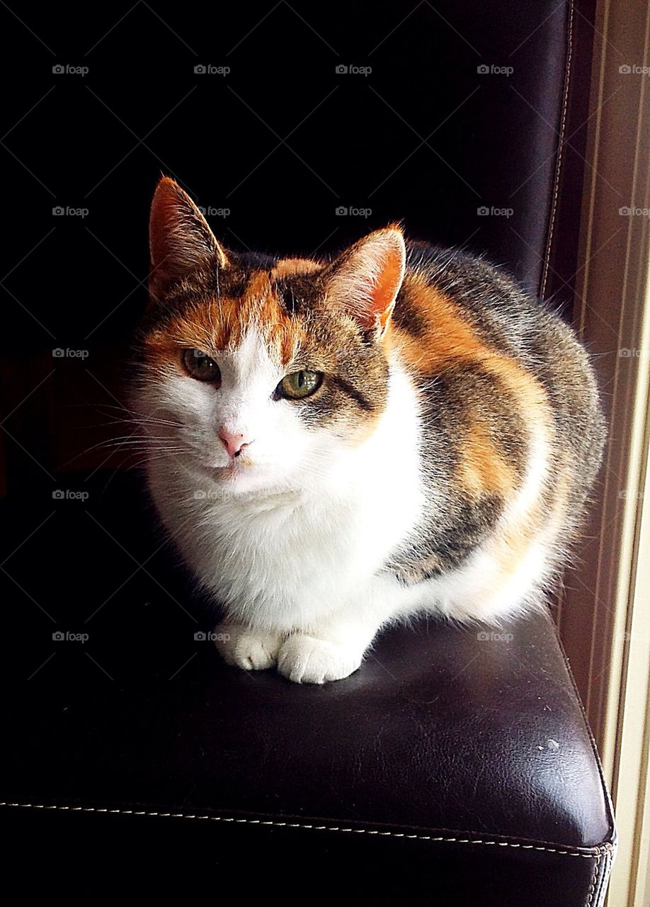 Calico Cat