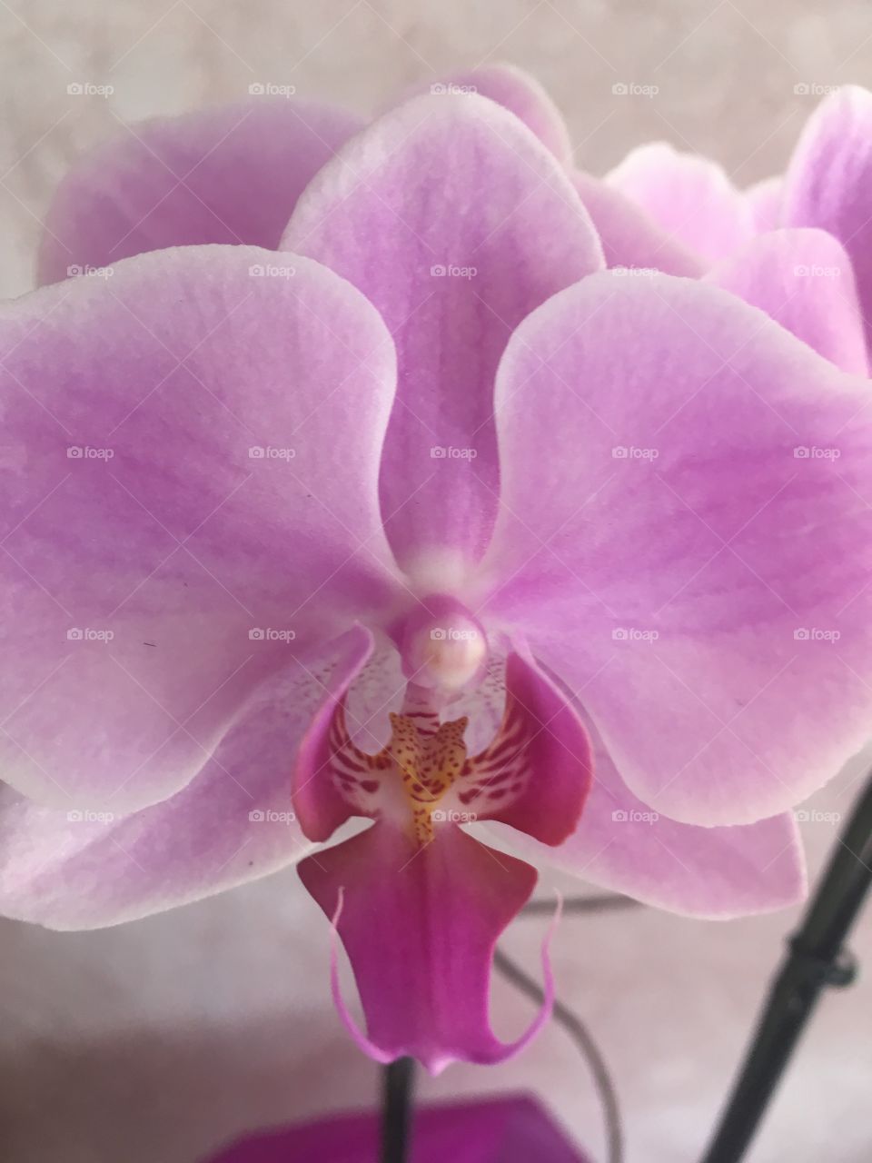 Orquídeas roxas maravilhosas que conseguimos!