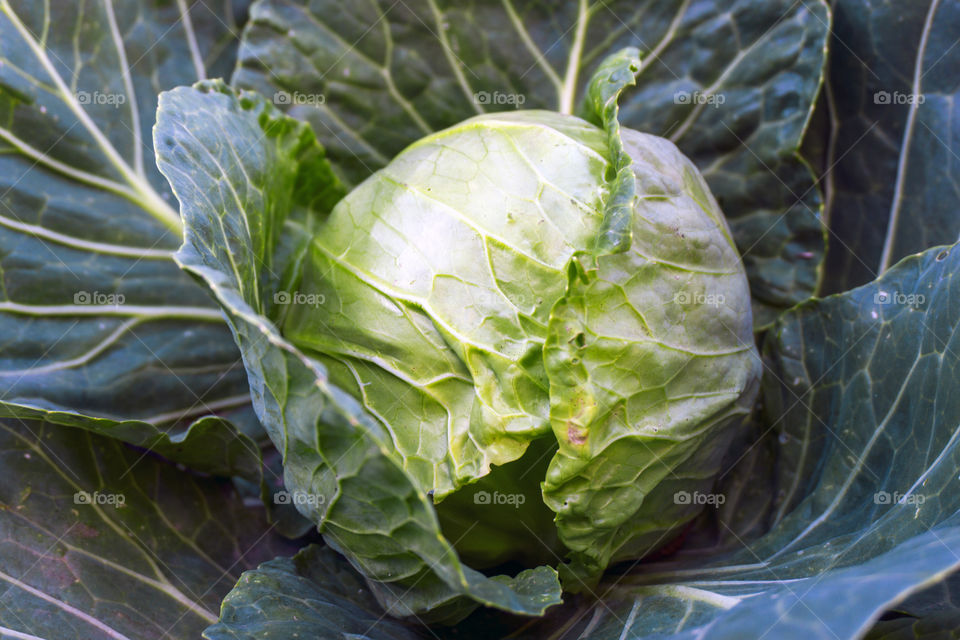 Full frame of cabbage