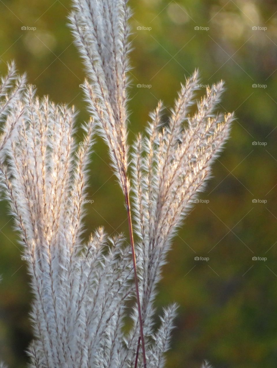 Ornamental Grass Plumes