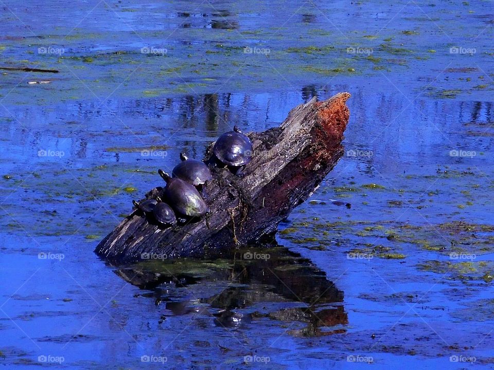 turtles on a log