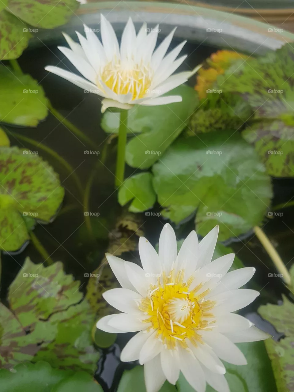 colored lotus