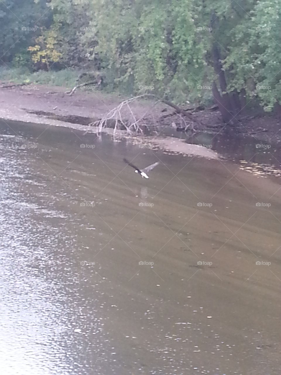 more eagle on river