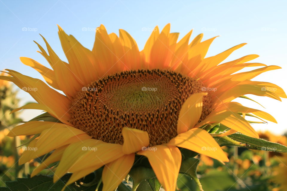 Sunflower