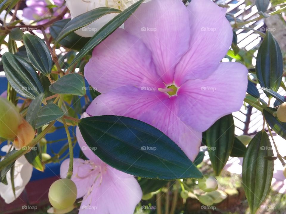 Manaca da serra. ( tibouchina mutabilis). Tree typical of the Brazilian Atlantic forest. The flower are Born white, they stay pink and die purple