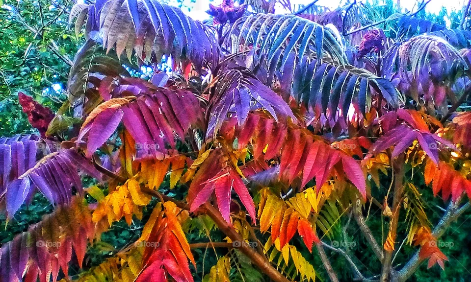 Natures