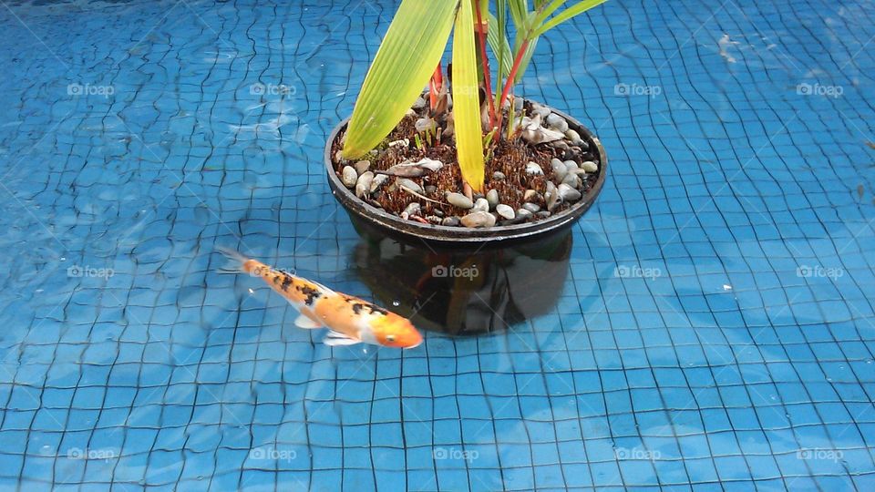 koi (fish) in pond . fish pond in shopping mall 