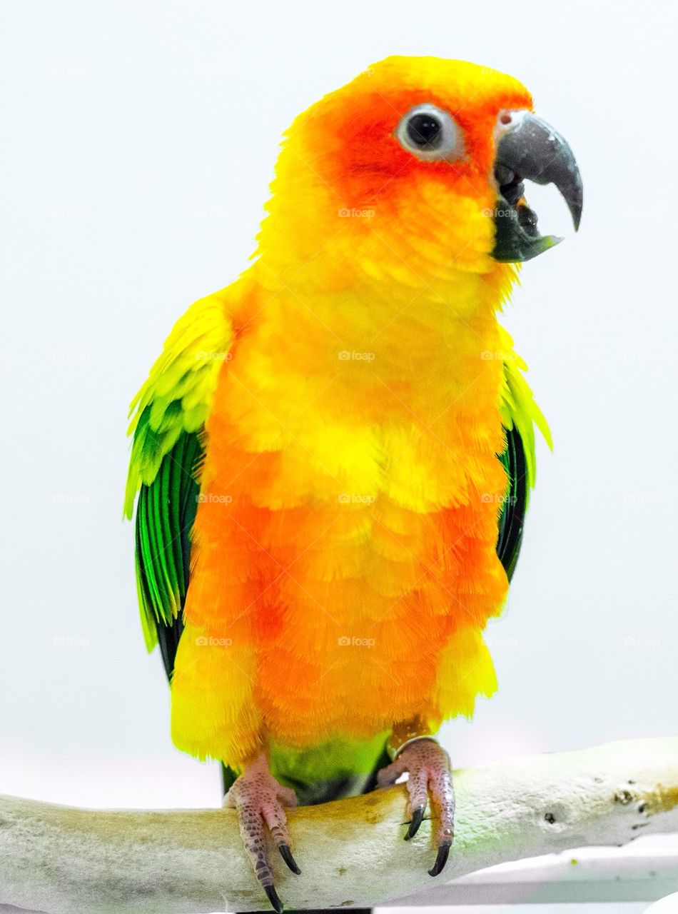parrot
