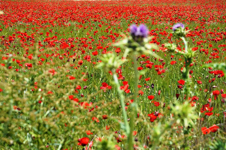 a field full off poppies, grass and some thistles