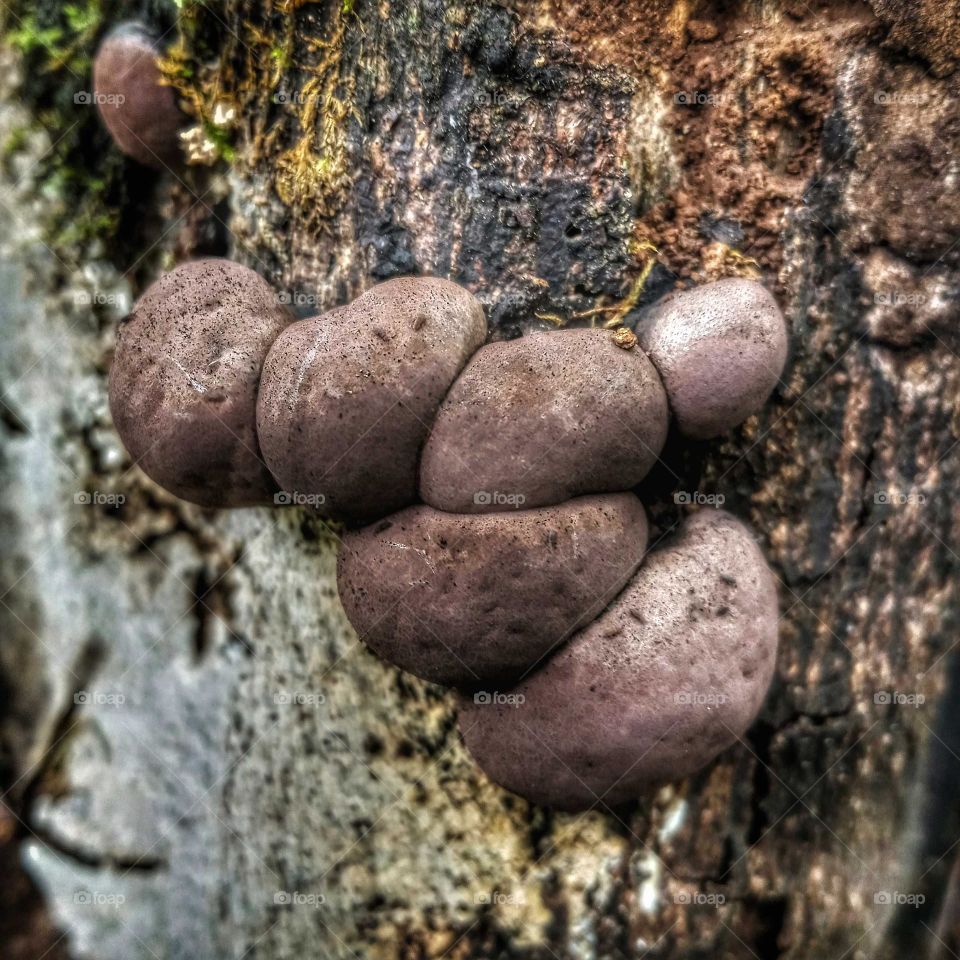 mushroom photo