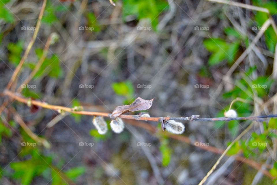 Spring Pussy Willow