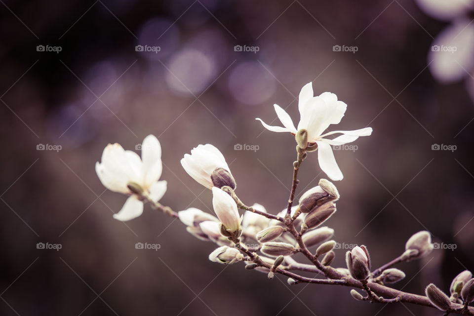 Spring flowers in London