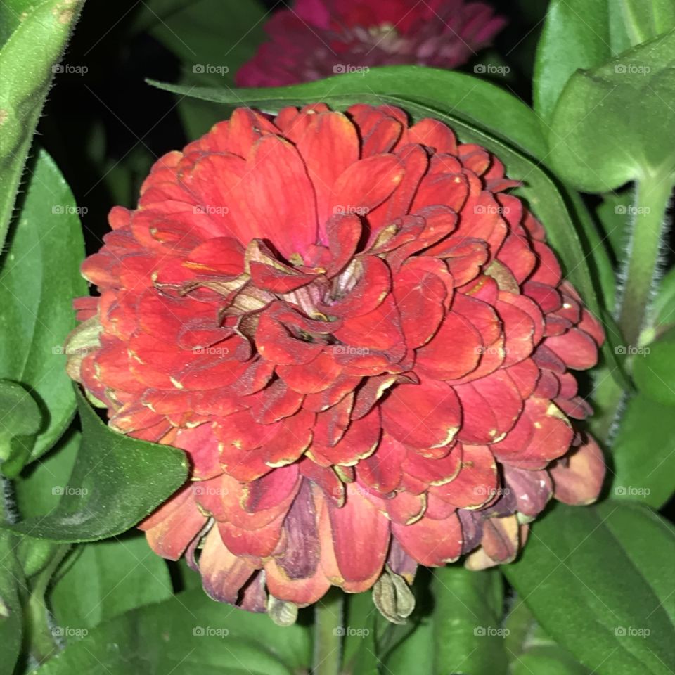 A beautiful plant at night that would fill one’s heart with joy and appreciation.