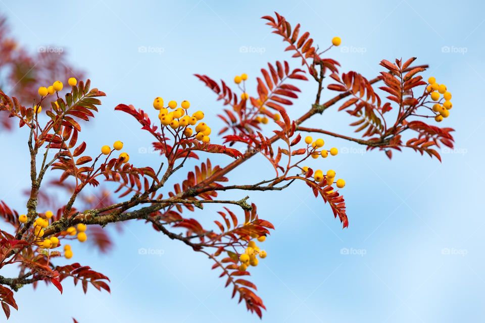 Closeup of rowan berry tree branch with colorful red leaves with yellow berries in the fall