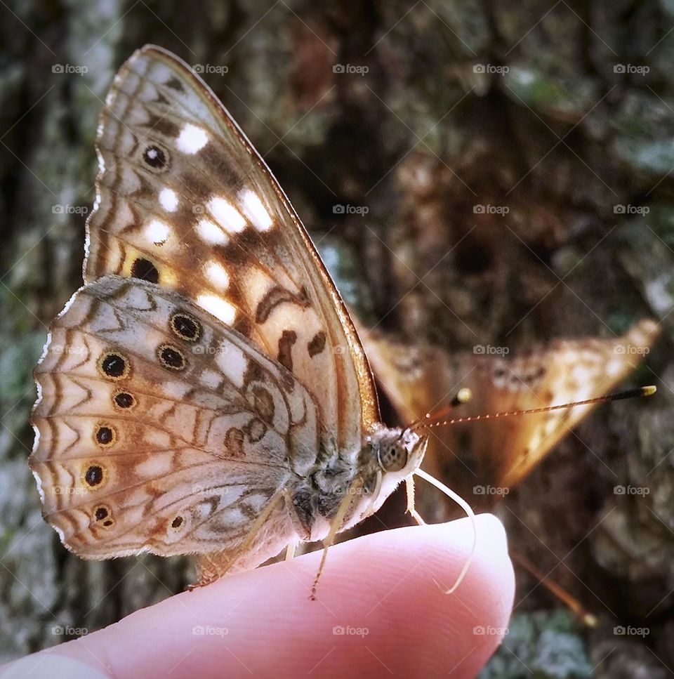 Butterfly on Woman's finger