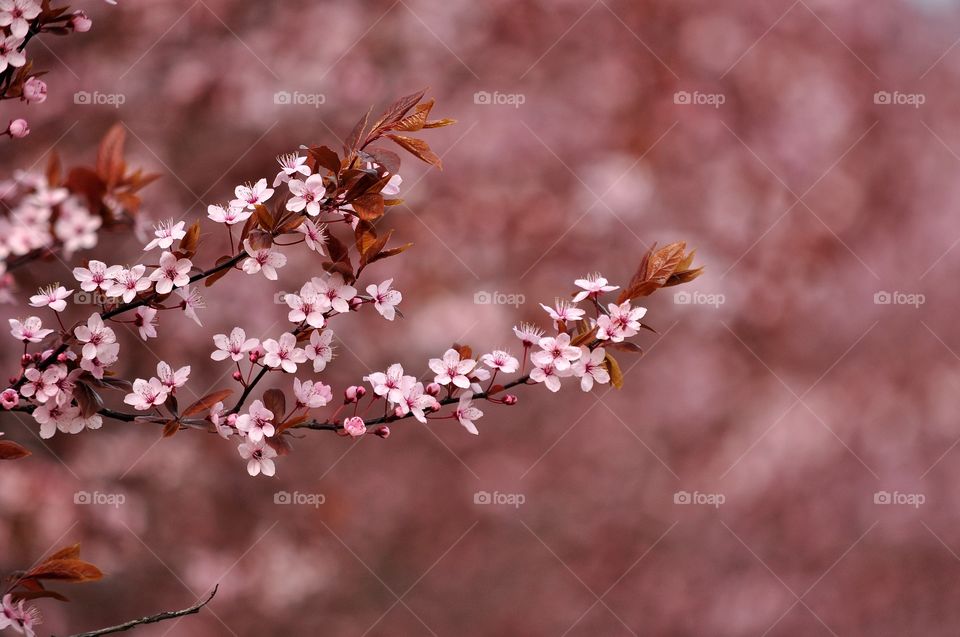 Flower, Nature, Cherry, Tree, Branch