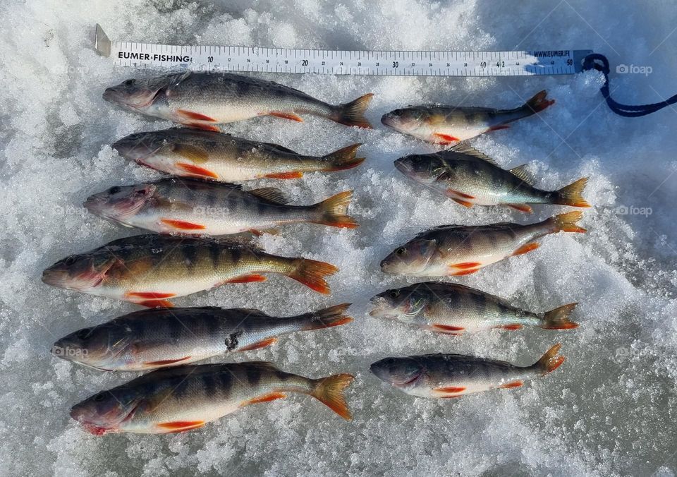 Winter fishing for perch on the ice in Finnish Lapland