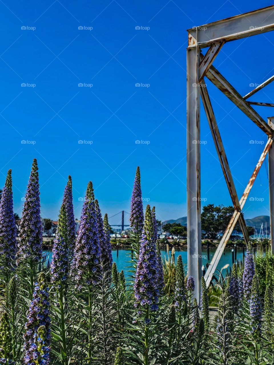 spring in San Francisco brings the blooming of the Pride of Madeira in the bay. view of the golden gate Bridge from fort mason at the city yacht club
