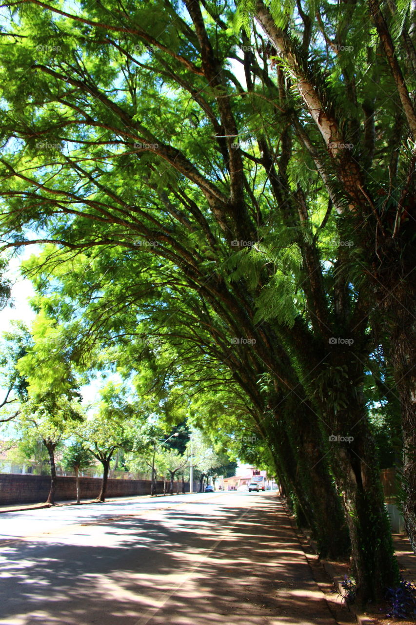 Beautiful trees on street of Não-Me-Toque city, Brasil
