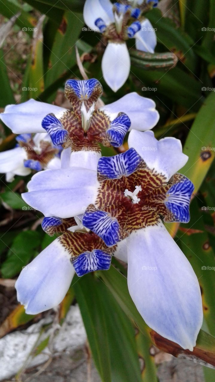 NATURE NATURAL FLOWER BLÜTEZEIT