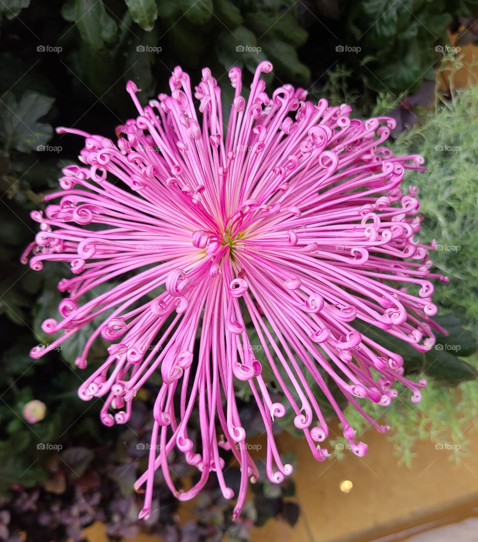 Blooming chrysanthemum