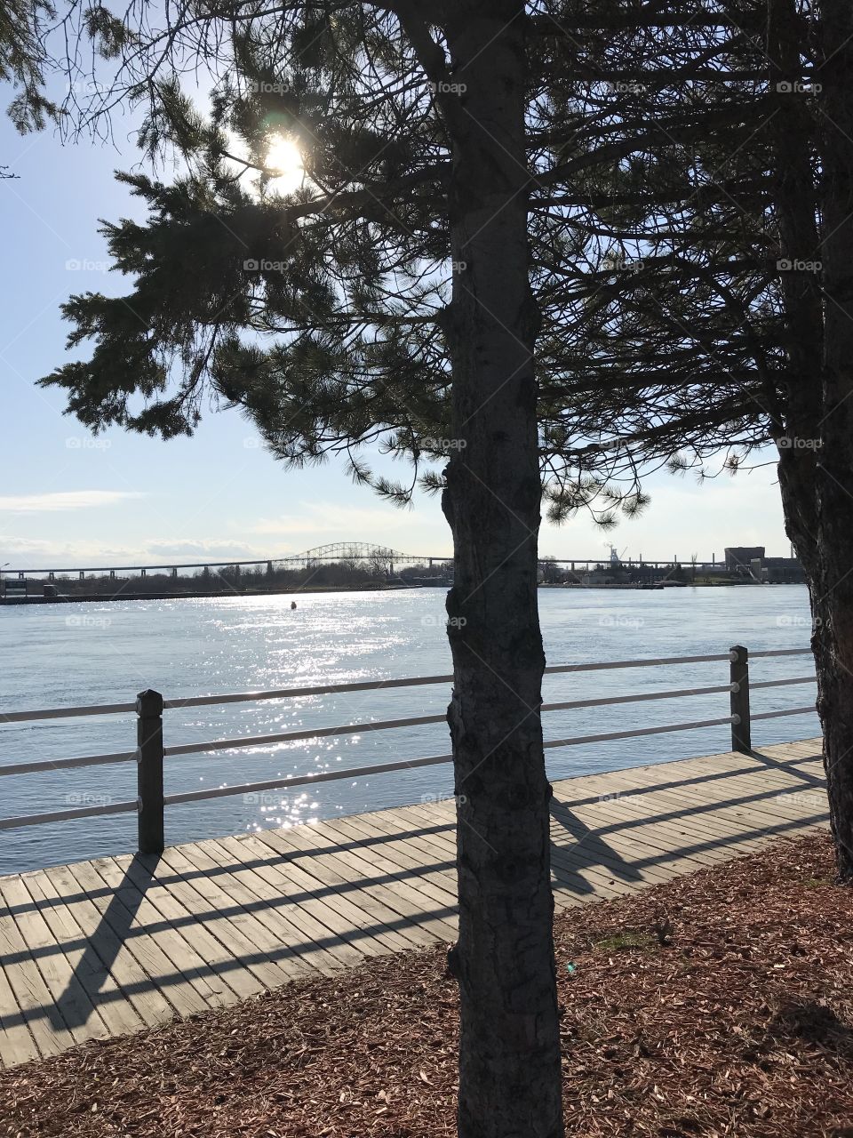 Sun shining through trees near boardwalk