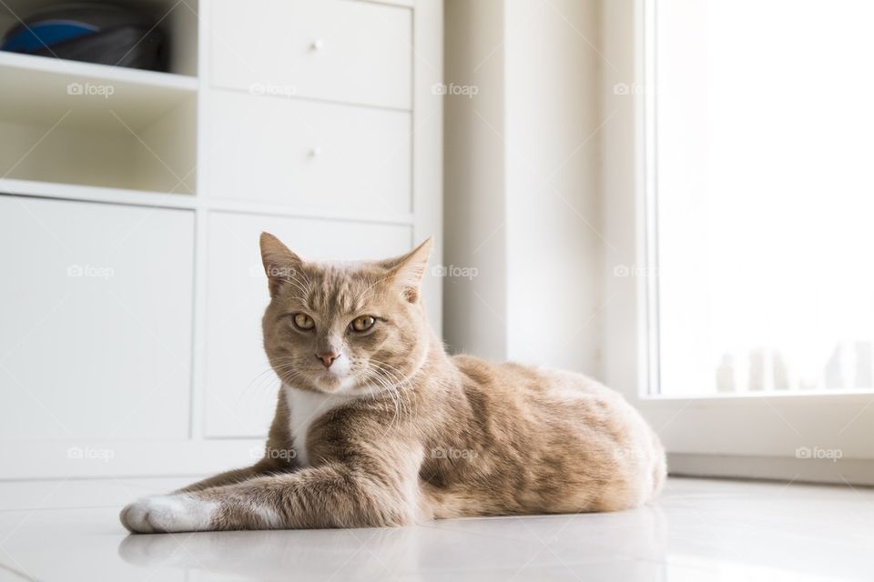 Ginger cat at home 