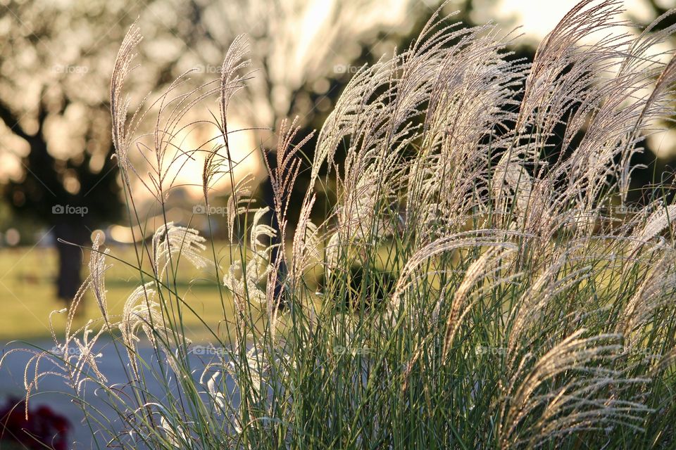 Tall grass