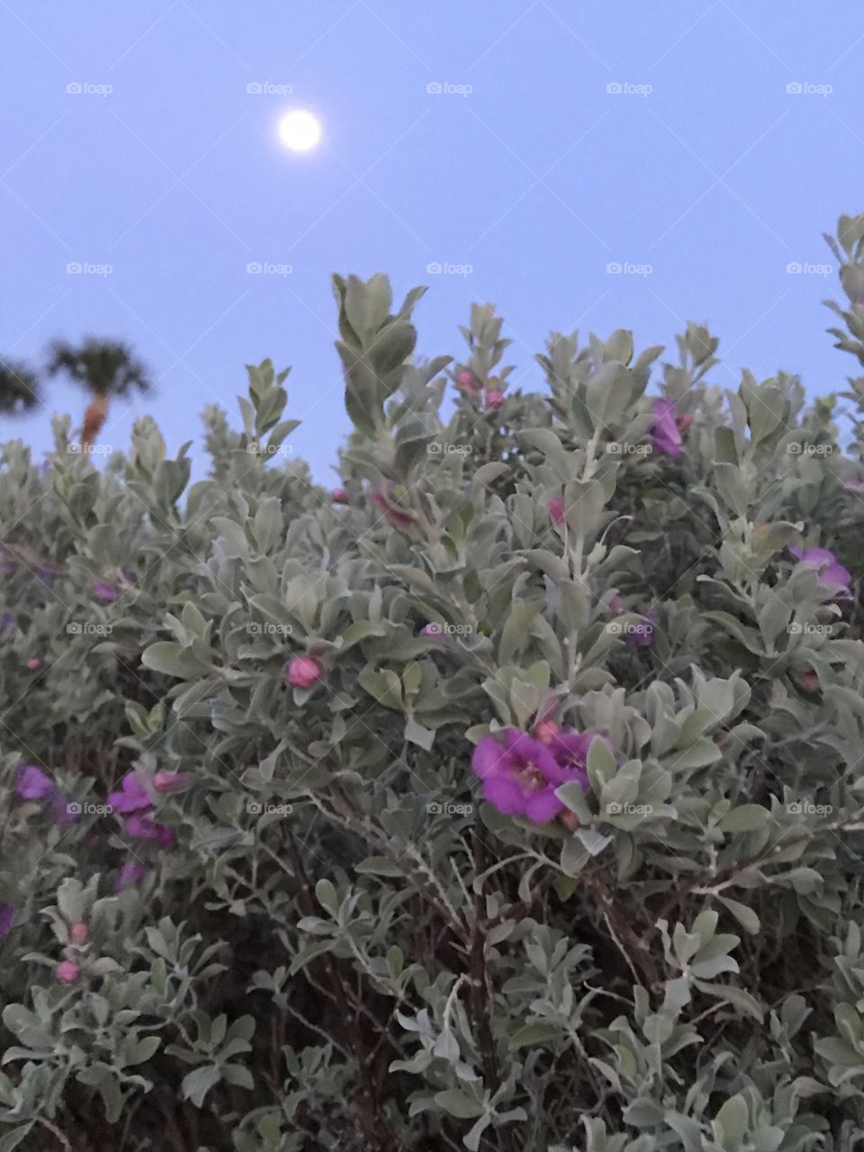 Floral bush under a full moon before sunset