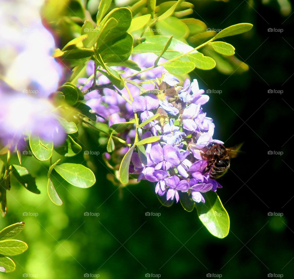 Bee on a Texas Laurel